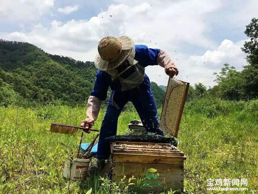 宝鸡：小蜜蜂大产业 让百姓“甜蜜”致富