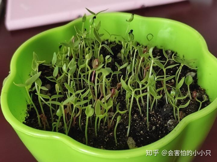 水芹菜种植技术视频_芹菜种植技术视频播放_芹菜种水里怎么种