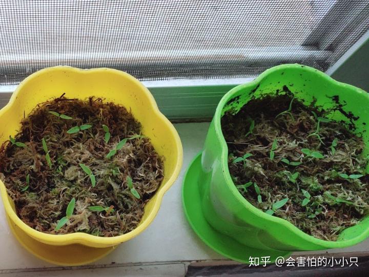 水芹菜种植技术视频_芹菜种植技术视频播放_芹菜种水里怎么种