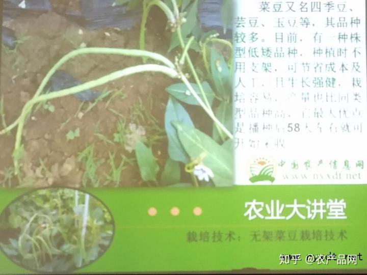 栽培技术：无架菜豆栽培技术