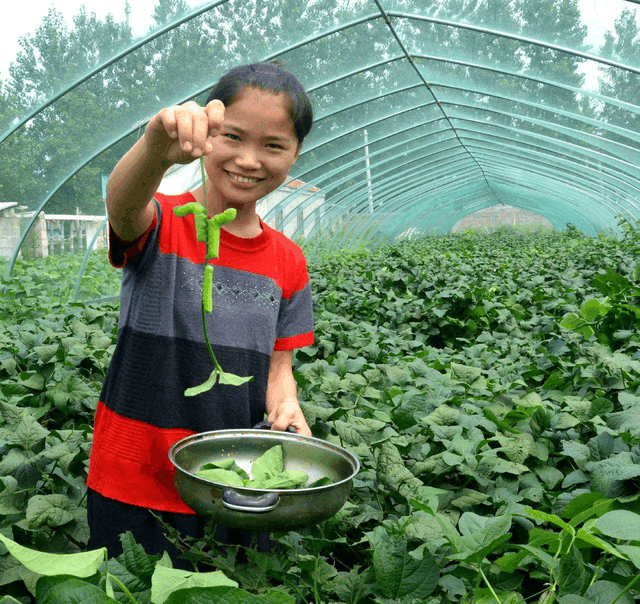 致富经豆青虫养殖_豆青虫养殖技术视频_豆青虫养殖致富