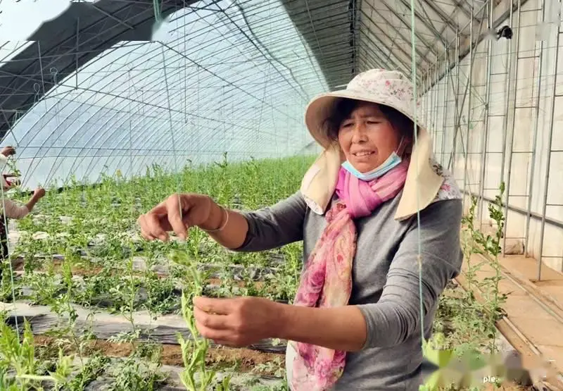 种植致富新项目_致富种植种田项目简介_种田种植致富项目