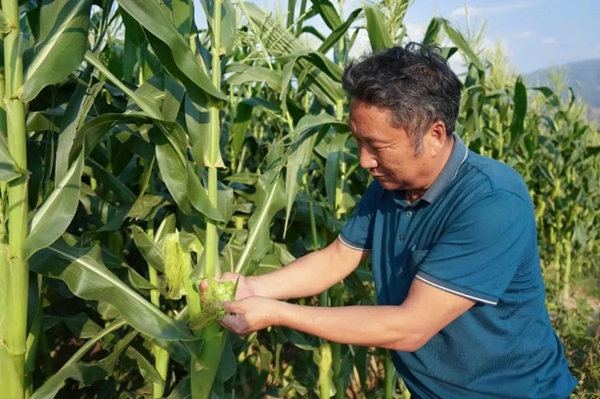 致富种植农业技巧有哪些_农业种植致富技巧_农村致富种植