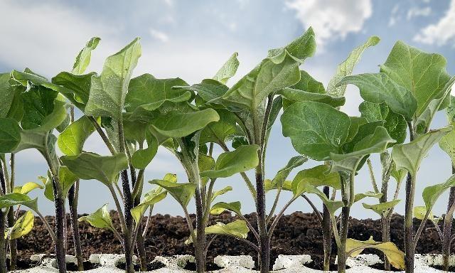 茄子温室栽培技术_温室茄子夏季种植技术_茄子夏季温室种植技术要点