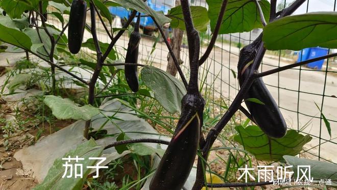 茄子夏季温室种植技术视频_茄子夏季栽培技术_温室茄子夏季种植技术