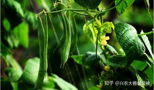 豆角种籽大全_豆角种植技术种子_种子种植技术豆角怎么种