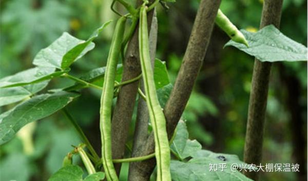 豆角种籽大全_种子种植技术豆角怎么种_豆角种植技术种子