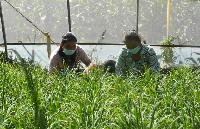 农广天地大棚韭菜种植技术视频_种韭菜大棚能赚钱吗_大棚种植韭菜致富