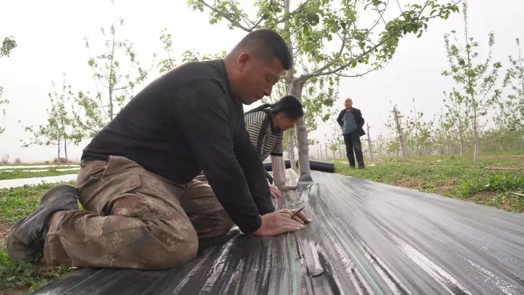 种植苹果赚钱吗_种植苹果致富_致富种植苹果怎么样