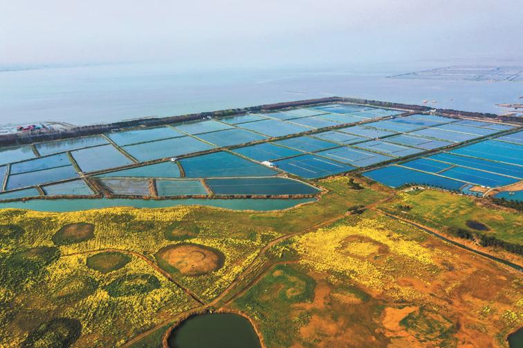 太湖青虾产业园 落户宜兴