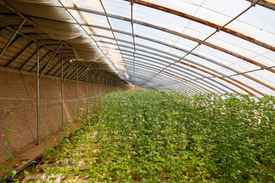 喀什市阿瓦提乡 | 大棚蔬菜种出致富好“钱”景