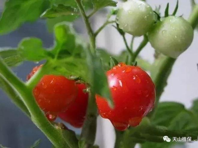 黑番茄种植技术_番茄种植技术和管理技术视频_番茄种植新技术