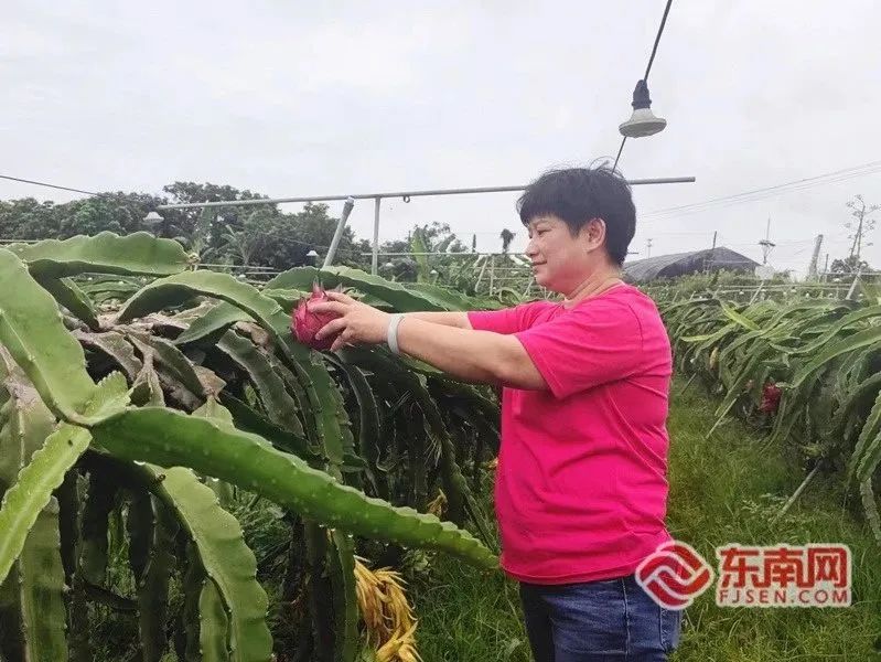 致富经馒头_馒头种植致富项目_致富馒头种植项目介绍