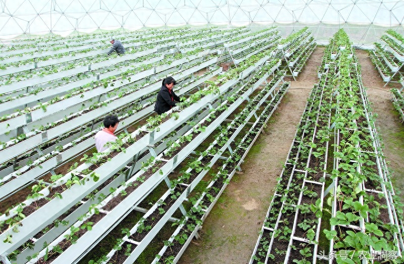 草莓加蘑菇立体种植带来实实在在效益！一年三茬作物，一个大棚年毛收入10万元！