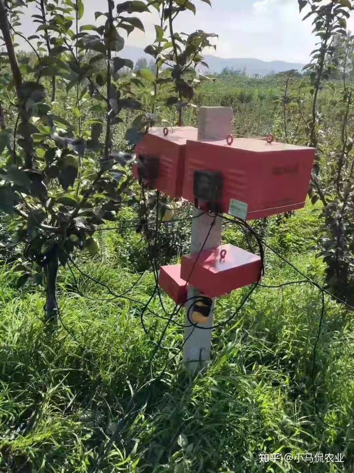 反季节丝瓜的种植_夏季丝瓜种植技术_反季节丝瓜种植技术