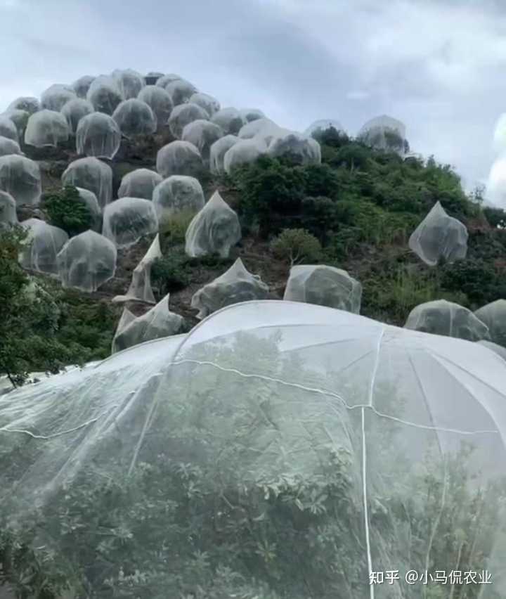 夏季丝瓜种植技术_反季节丝瓜的种植_反季节丝瓜种植技术