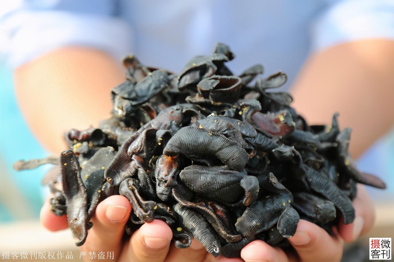 致富养殖水蛭怎么样_水蛭养殖 致富经_致富养殖水蛭视频