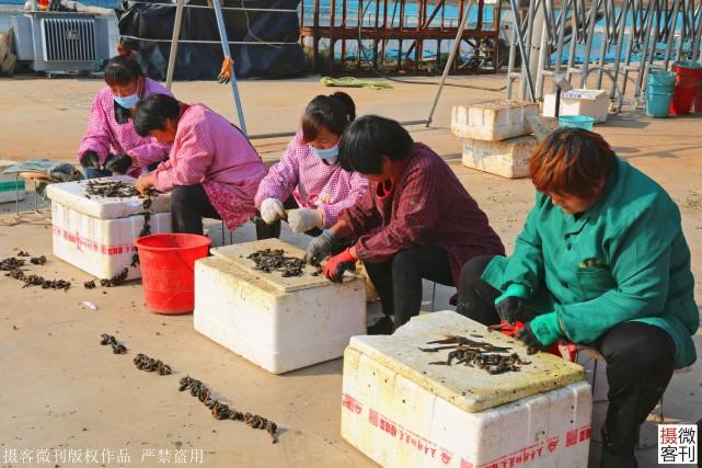 致富养殖水蛭视频_水蛭养殖 致富经_致富养殖水蛭怎么样