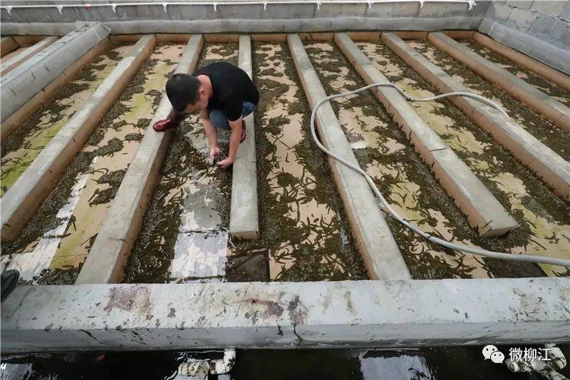 水蛭养殖 致富经_致富养殖水蛭怎么样_水蛭养殖致富经