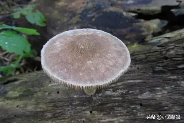 蘑菇致富种植方法有哪些_蘑菇致富种植方法视频_蘑菇种植致富方法