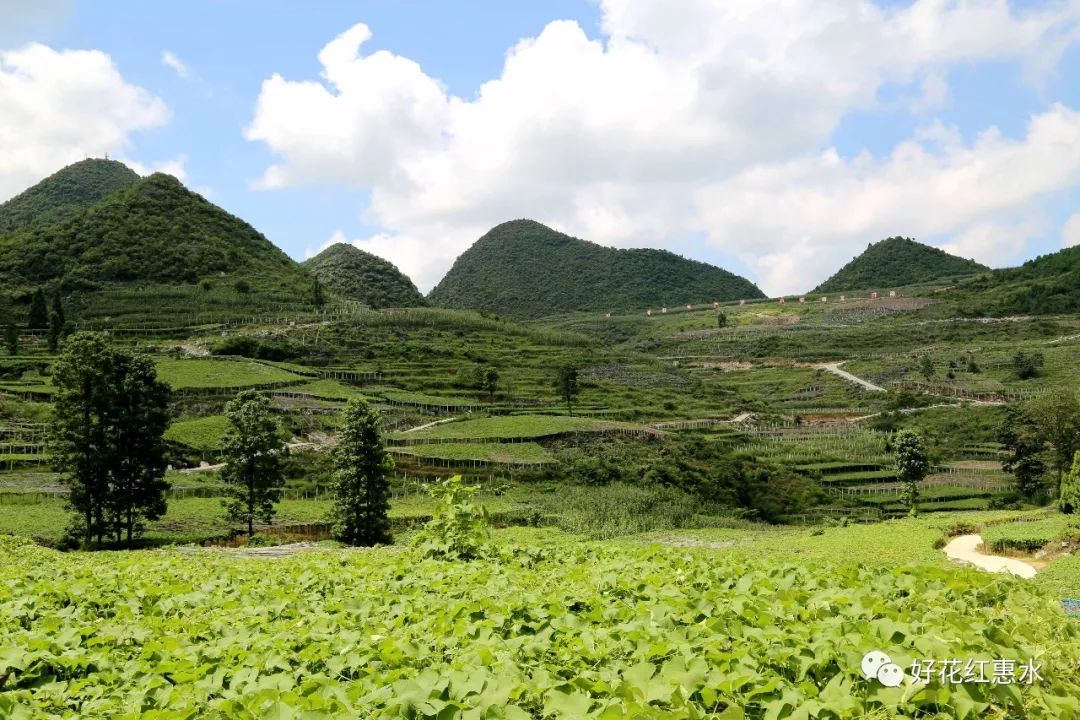 佛手瓜香 好花更红 —— 贵州惠水县佛手瓜成为“致富瓜”