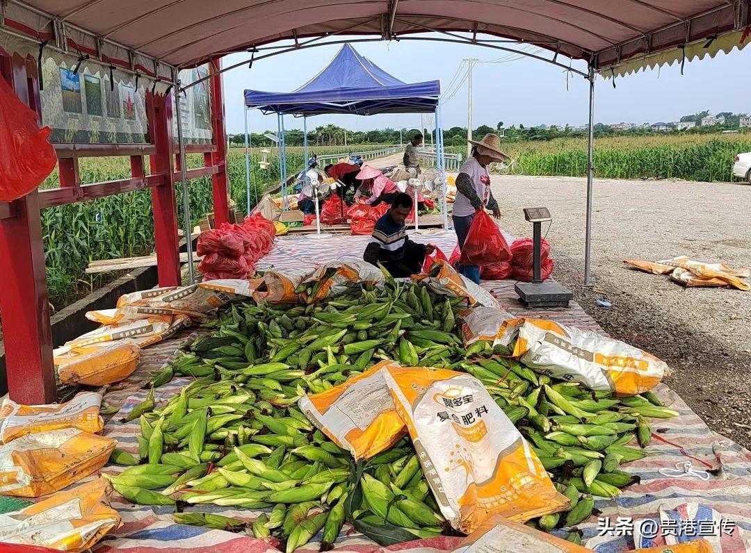 致富年代段佳明小说_2021年致富经_致富年华