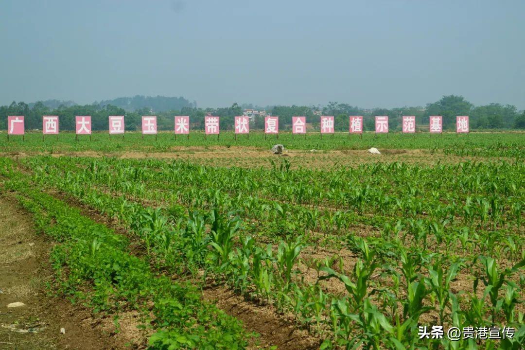 致富年代段佳明小说_2021年致富经_致富年华