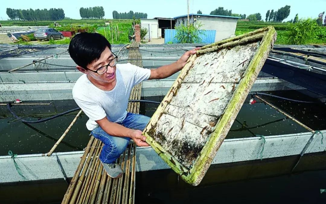 水蛭养殖 致富经_水蛭养殖致富经_致富养殖水蛭怎么样