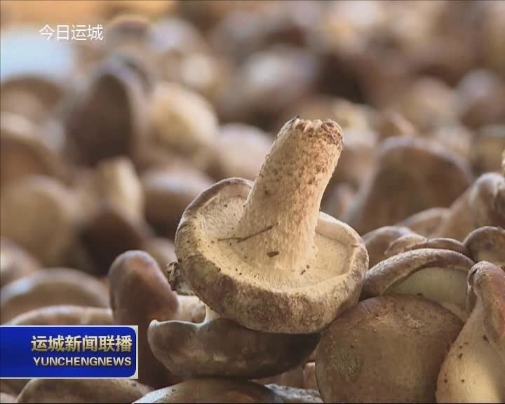 【脱贫攻坚在路上】闻喜石门乡：小香菇成为山区百姓脱贫增收的大产业