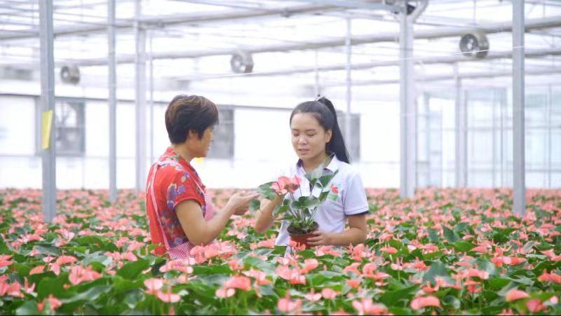 商河贾庄镇振兴花卉产业：带薪体验学种花，每年还奖2万元