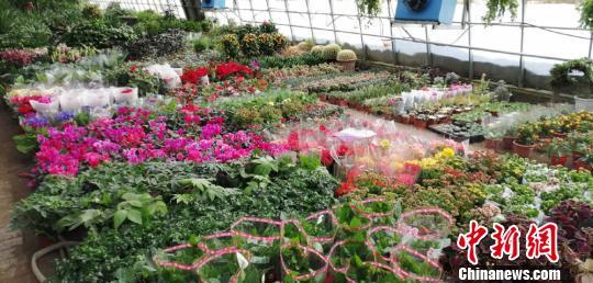 花卉种植大棚养花基地视频_花卉大棚养殖致富_花卉致富养殖大棚视频