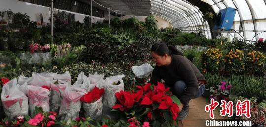 花卉种植大棚养花基地视频_花卉致富养殖大棚视频_花卉大棚养殖致富
