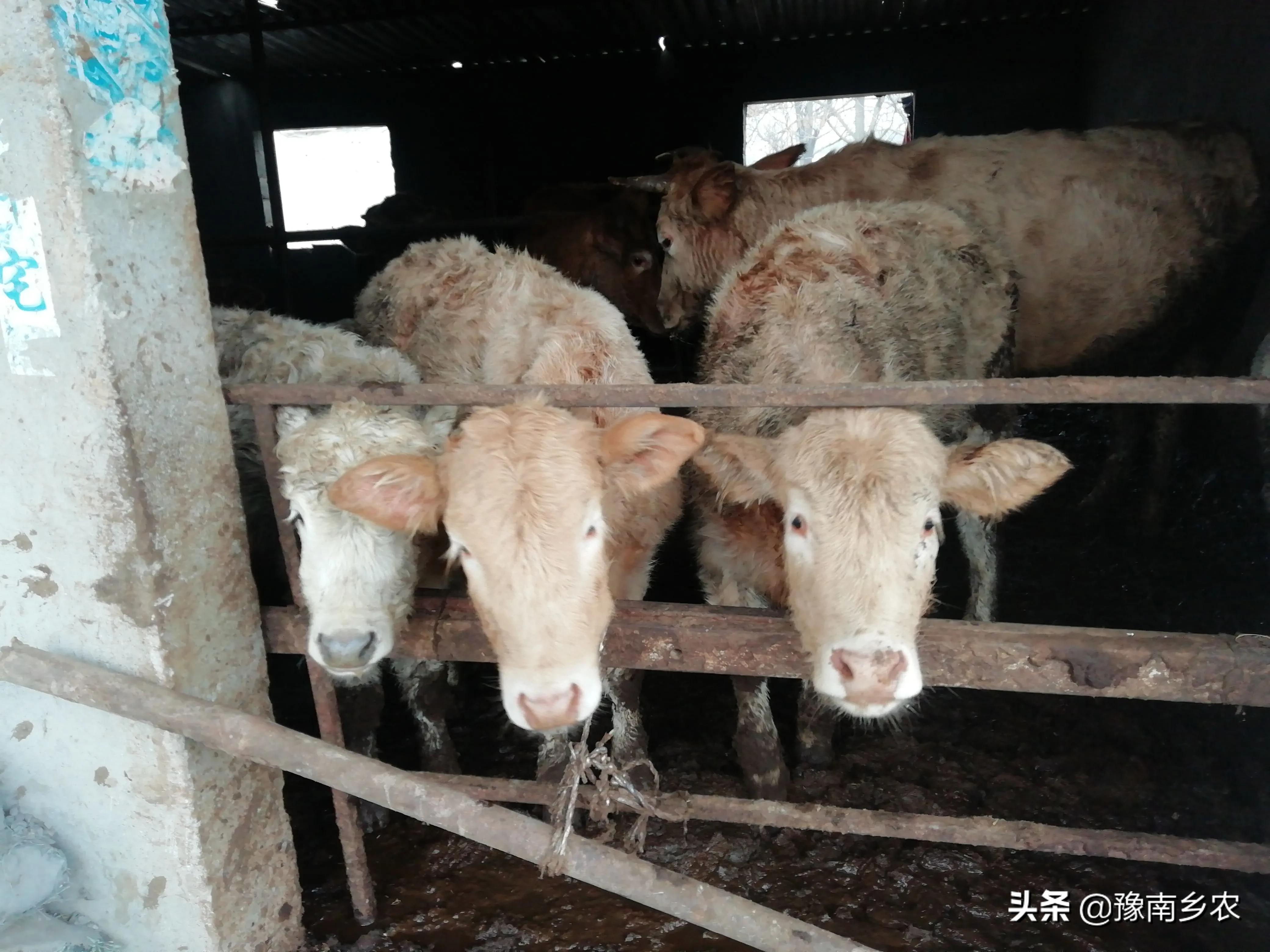 养殖致富之路_60岁养殖致富秘诀_养殖致富经