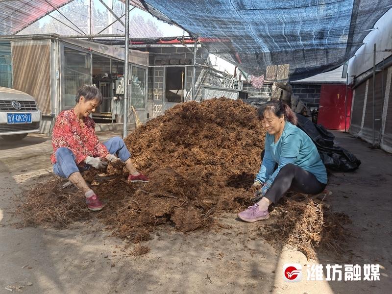 花卉致富养殖大棚视频_花卉大棚养殖致富_花卉致富养殖大棚图片