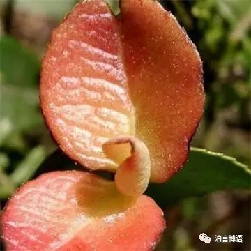 致富经茶籽树_致富经油茶树_种植茶籽树挣钱吗