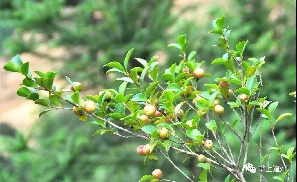 致富经茶籽树_致富经茶籽油_种植茶籽树挣钱吗