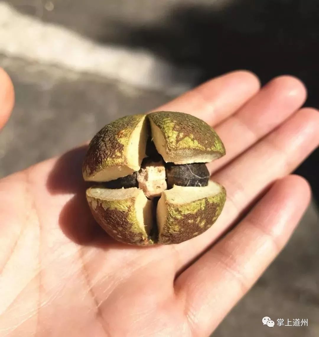 种植茶籽树挣钱吗_致富经茶籽树_致富经茶籽油