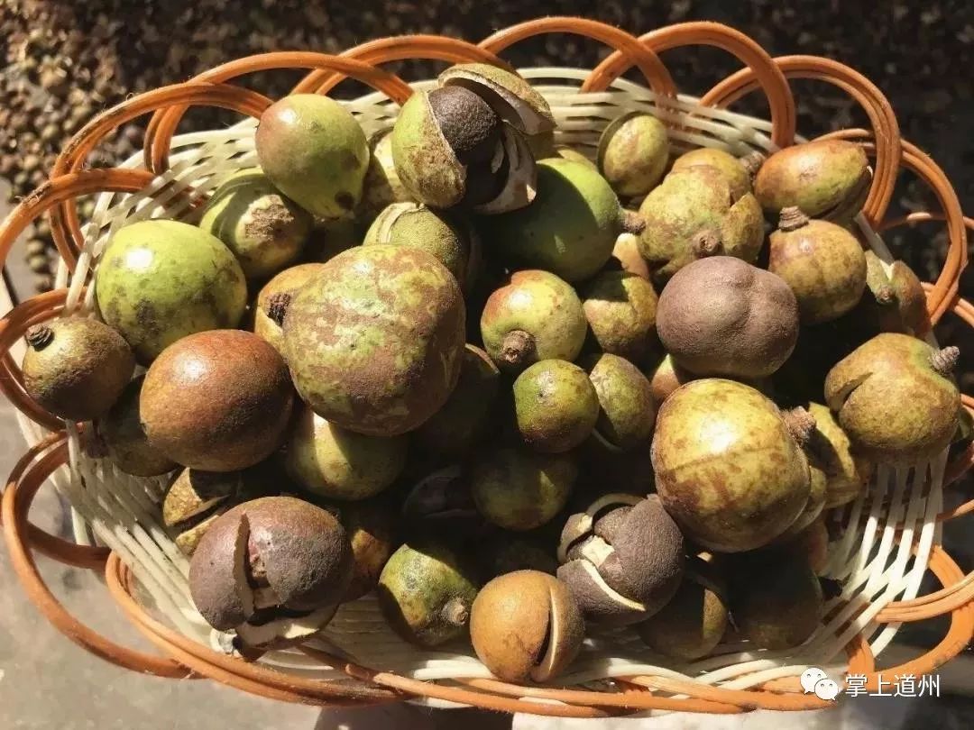 种植茶籽树挣钱吗_致富经茶籽树_致富经茶籽油