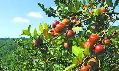 致富经茶籽油_致富经茶籽树_高产茶子树的种植方法