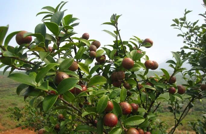 致富经茶籽油_致富经茶籽树_高产茶子树的种植方法