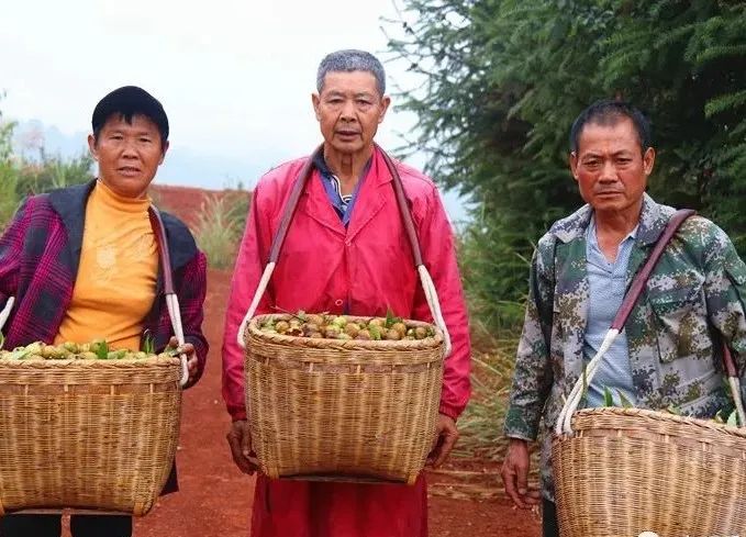 致富经茶籽油_高产茶子树的种植方法_致富经茶籽树