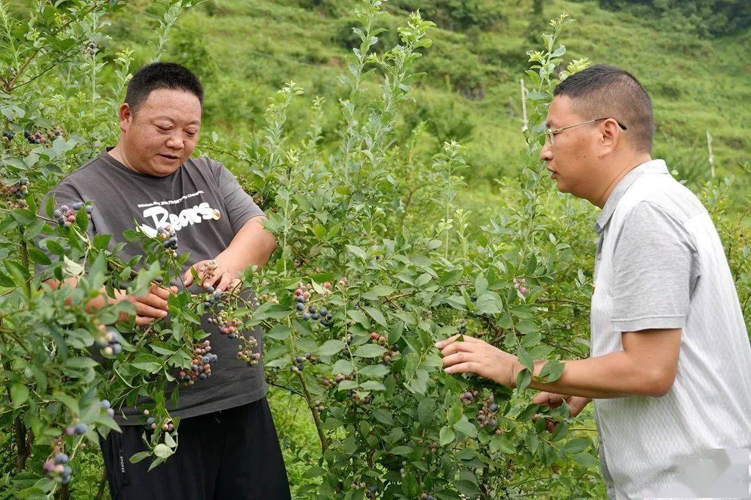 【新时代文明实践 • 拥军优属】程小勇：退伍返乡专研蓝莓“致富经”