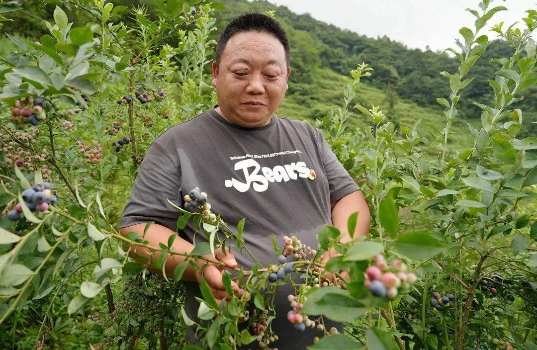 致富经半夏种植技术_半夏的种植效益_半夏种植赚钱吗