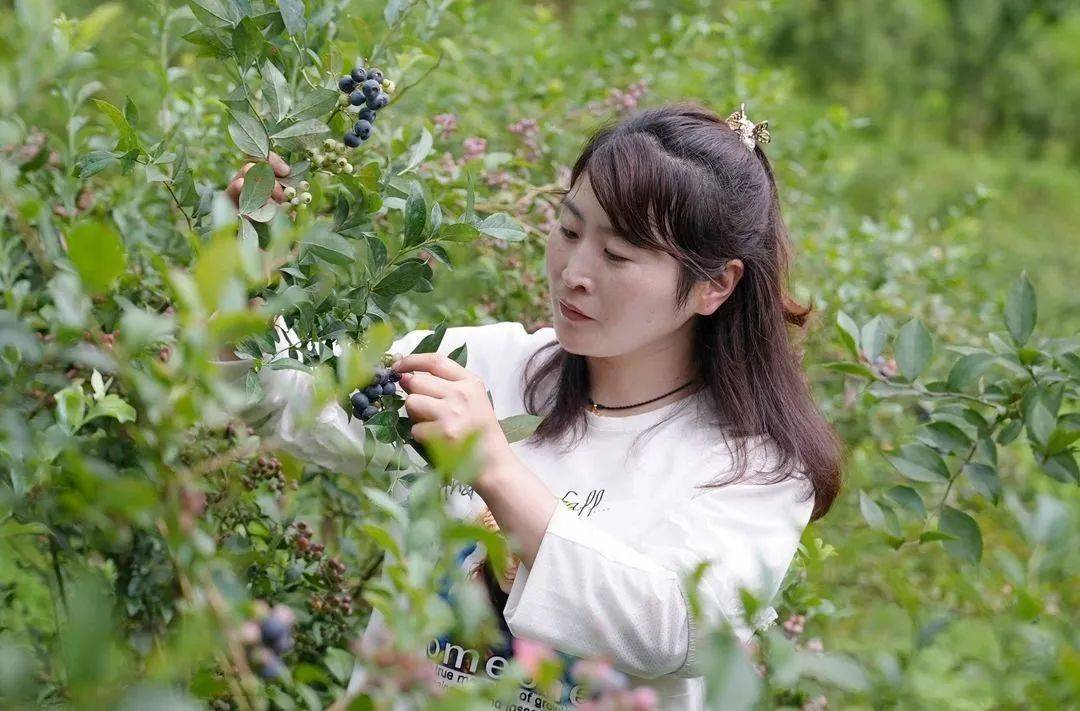 半夏种植赚钱吗_半夏的种植效益_致富经半夏种植技术