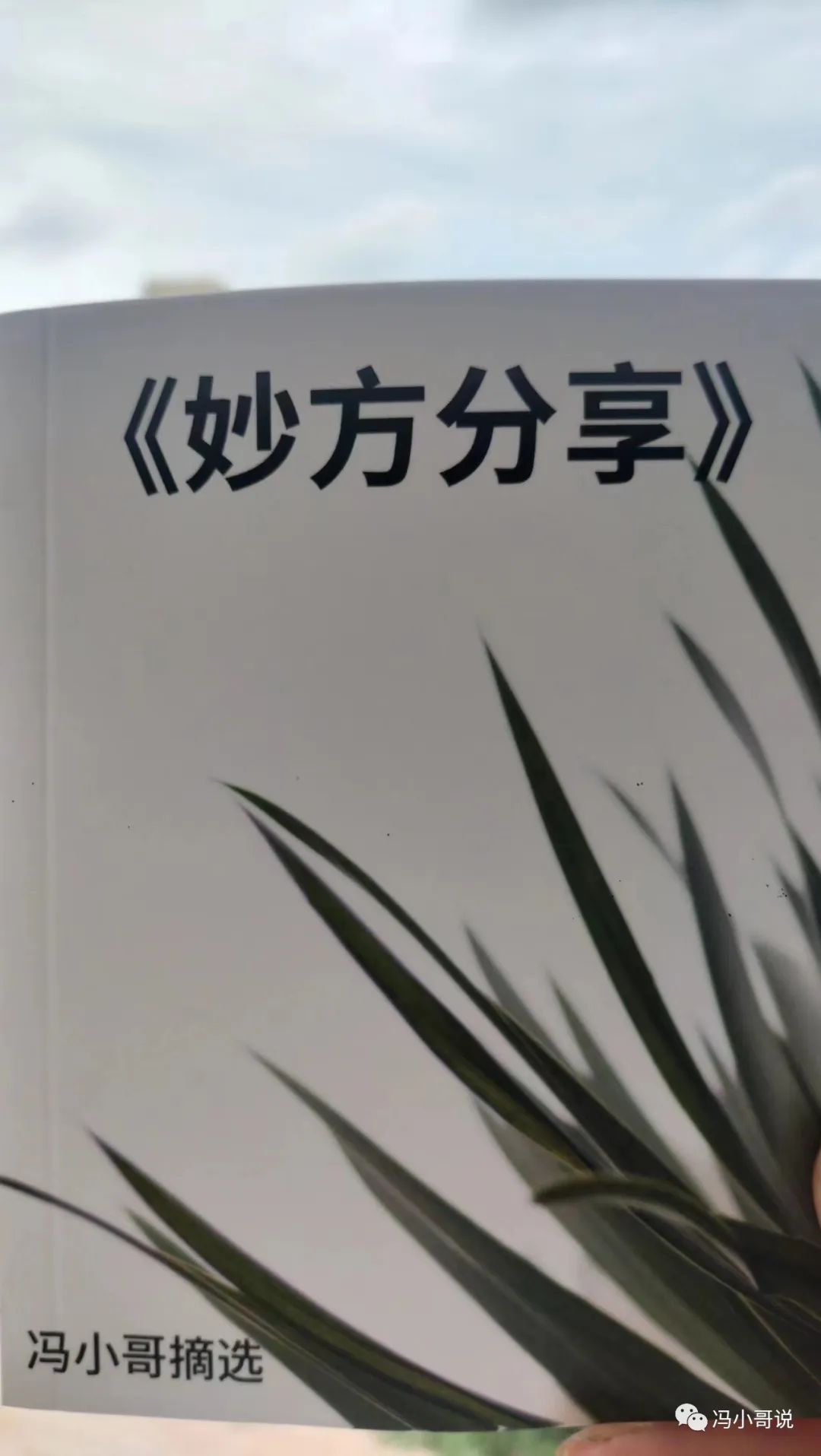 致富经茶籽树_致富经茶籽油_种植茶籽树挣钱吗