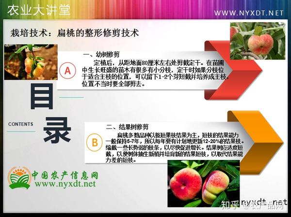 栽培技术：扁桃的整形修剪技术