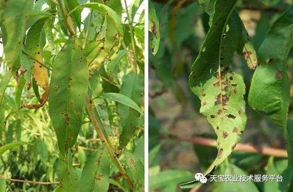 桃子树的种植技术_桃树种子种植技术_种桃树的技术