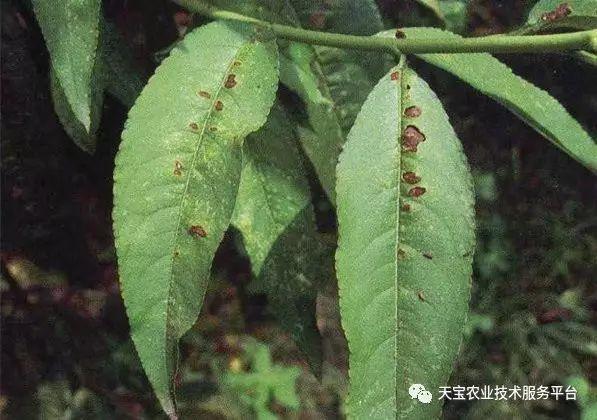 种桃树的技术_桃子树的种植技术_桃树种子种植技术