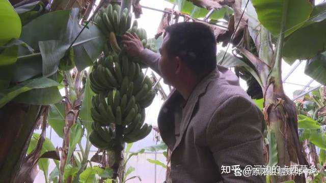 致富经种香蕉_香蕉种植赚钱吗_香蕉的种植成本