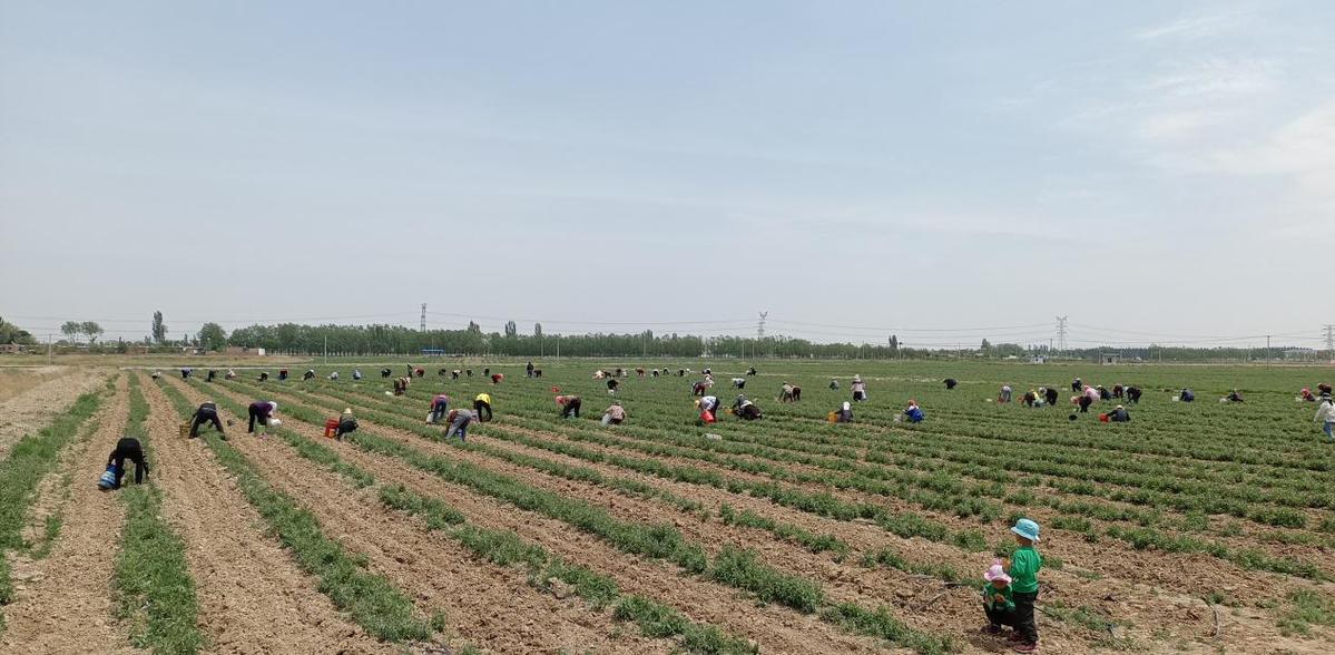 枸杞菜种哪_枸杞菜种植效益_枸杞菜种植致富